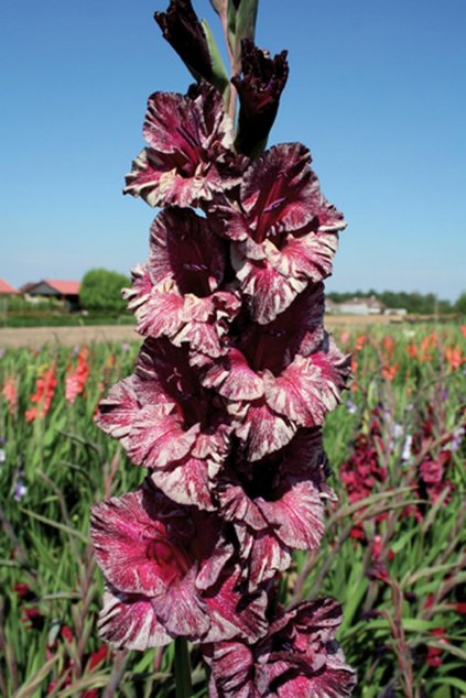 Mečík DENEB EXOTIC - gladiolus