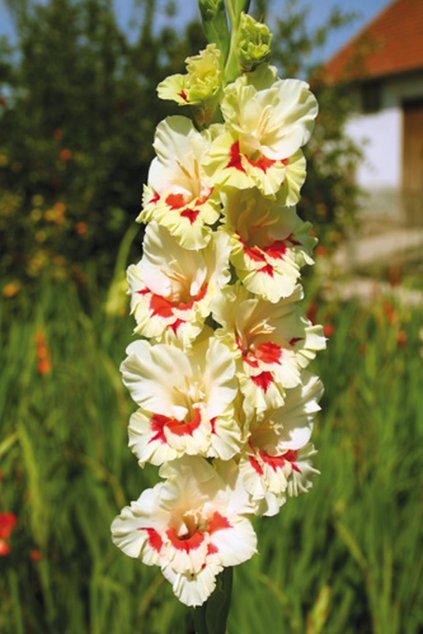 Mečík ESPERANTO - gladiolus