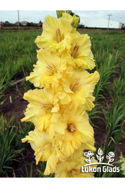 Mečík GOLDEN FANTASY - gladiolus