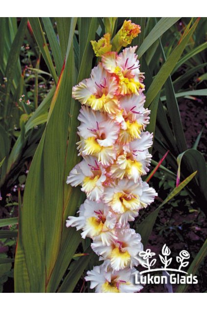 Mečík JARNÍ OBLEVA - gladiolus