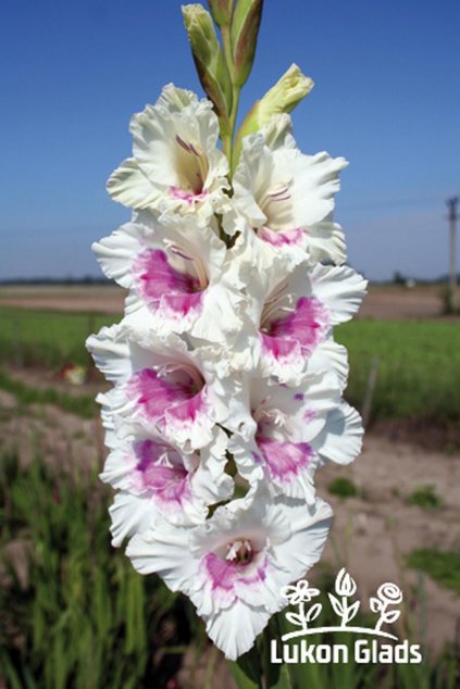 Mečík MILLENNIUM - gladiolus