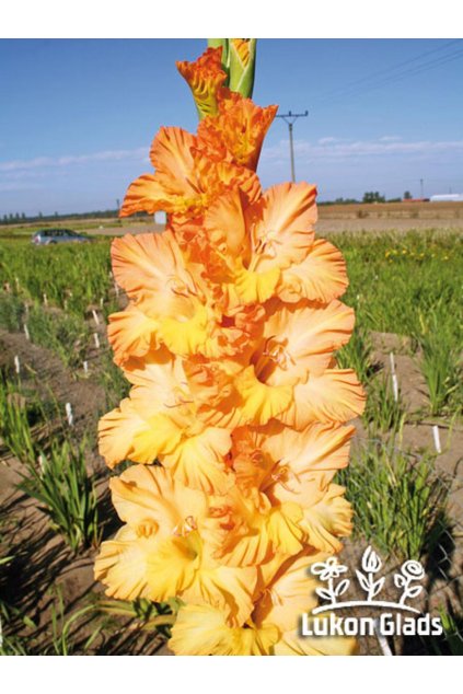 Mečík OLYMPIA - gladiolus