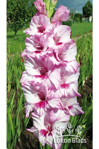 Mečík PULCHRITUDE - gladiolus