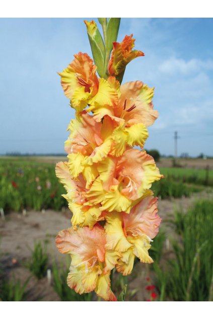 Mečík AURELIA - gladiolus