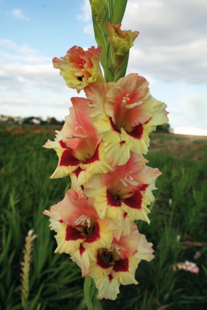 Mečík DASHING - gladiolus