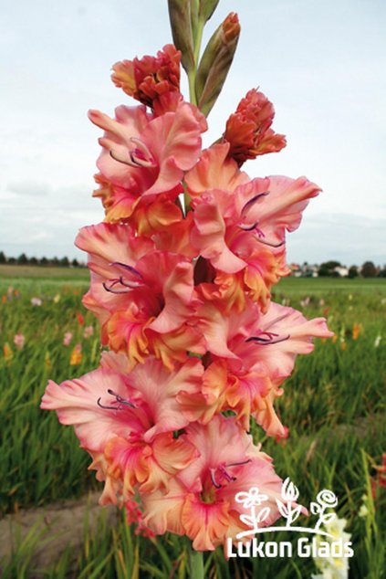 Mečík DAY’S END - gladiolus