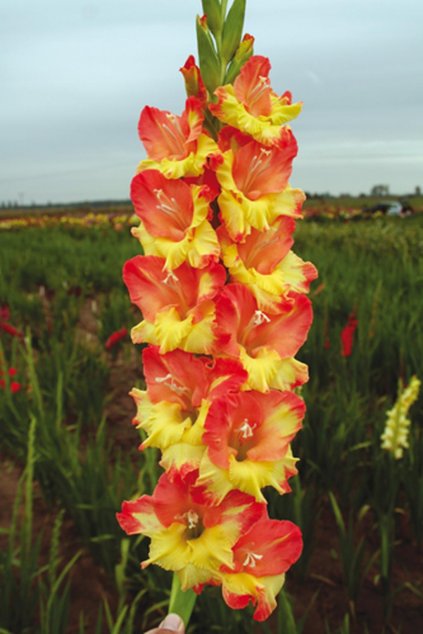 Mečík SLICK CHICK - gladiolus