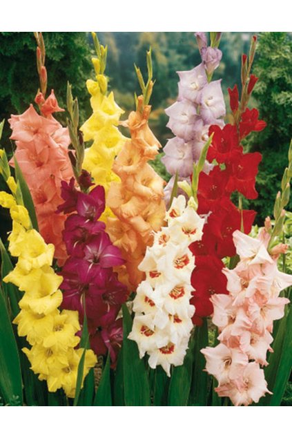 Mečíky Kolekce SMALL - 20 kusů - gladiolus MIX, směs