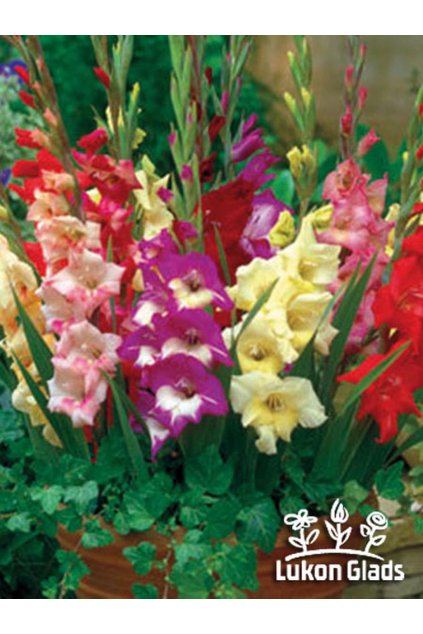 Mečíky Kolekce LARGE - 50 kusů - gladiolus MIX, směs