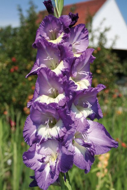 Mečík GAIA - gladiolus