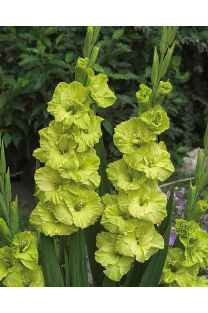 Mečík GREEN STAR - gladiolus