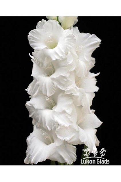 Mečík OF SINGULAR BEAUTY - gladiolus