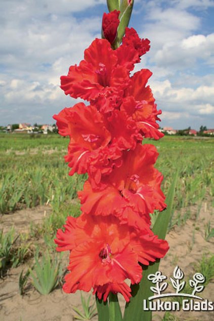 Mečík PETRA - gladiolus