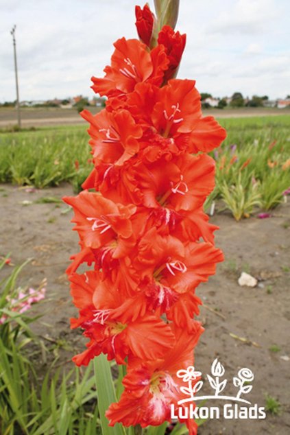 Mečík SAMBA - gladiolus
