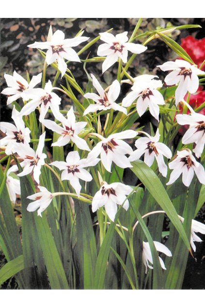 Mečík acidanthera murialae - gladiolus, habešský mečík