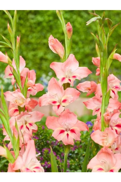Gladiolus nanus Nathalie