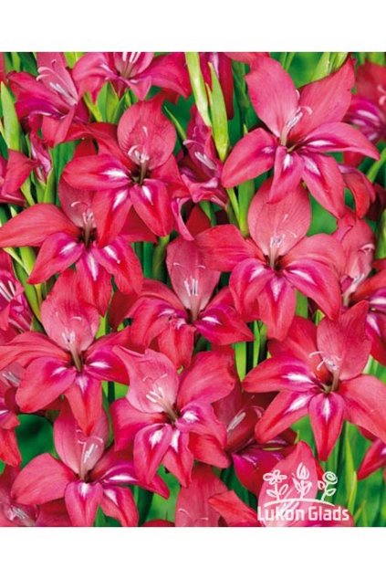 Gladiolus nanus ROBINETTA - gladiolus