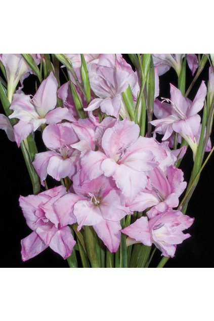 Gladiolus tubergenii CHARMING LADY - gladiolus