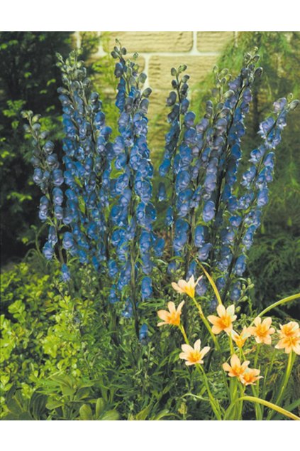 Aconitum henry SPARK‘S  VARIETY - oměj