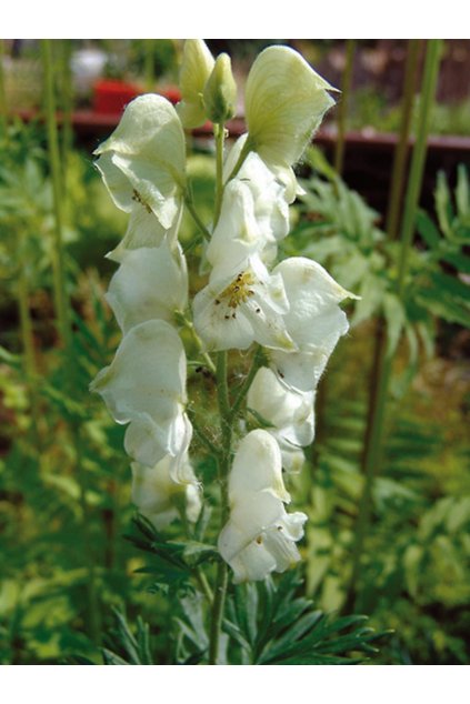 Aconitum napellus ALBUM - oměj