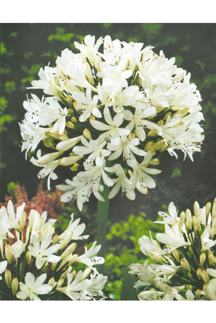 Agapanthus africanus ALBUS - kalokvět