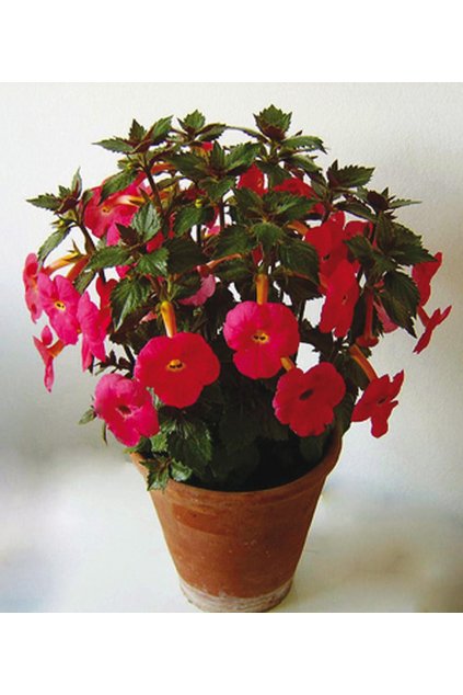 Achimenes HARRY WILLIAMS - honzík, bouloň