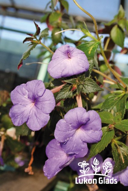 Achimenes MEXICANA - honzík, bouloň