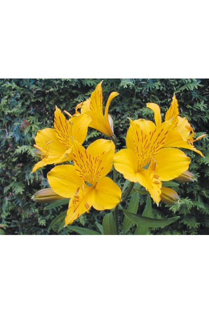 Alstroemeria aurea LUTEA - alstromérie, boubelka