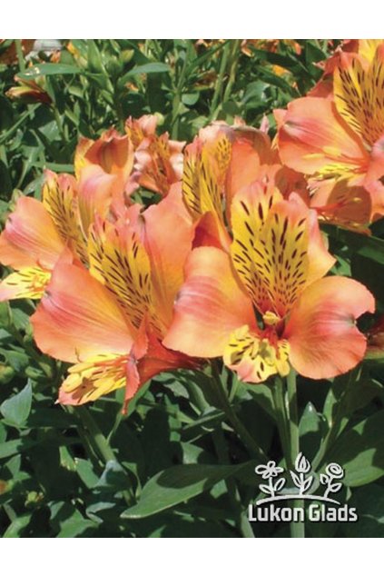 Alstroemeria aurea ORANGE KING - alstromérie, boubelka