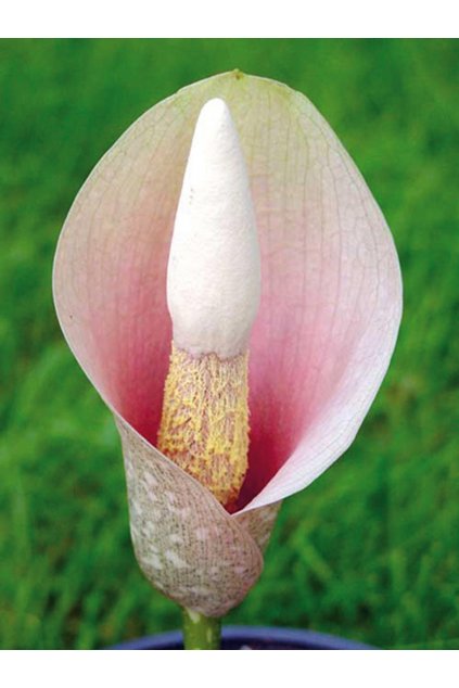 Amorphophallus bulbifer - zmijovec cibulonosný