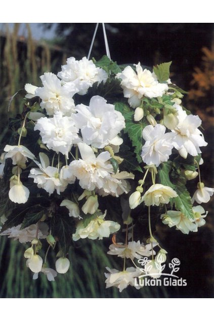 Begonia CASCADE - bílá