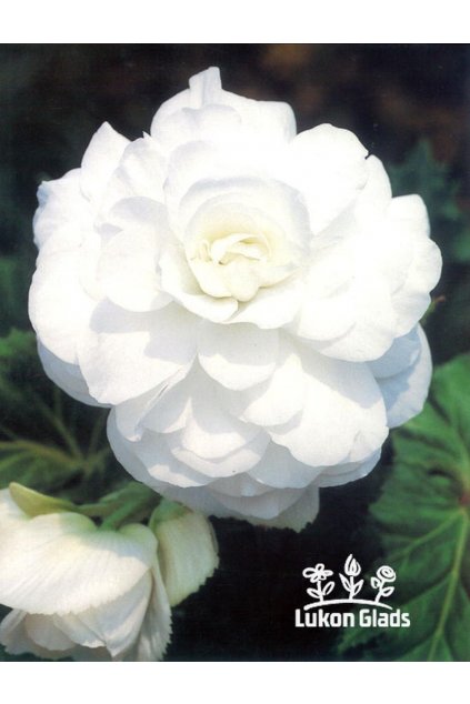 Begonia DOUBLE - bílá