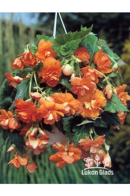 Begonia CASCADE - oranžová