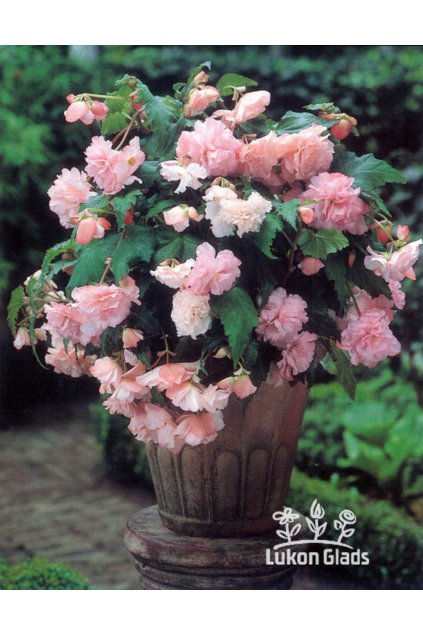 Begonia CASCADE - růžová