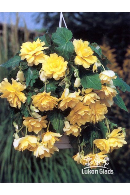 Begonia CASCADE - žlutá