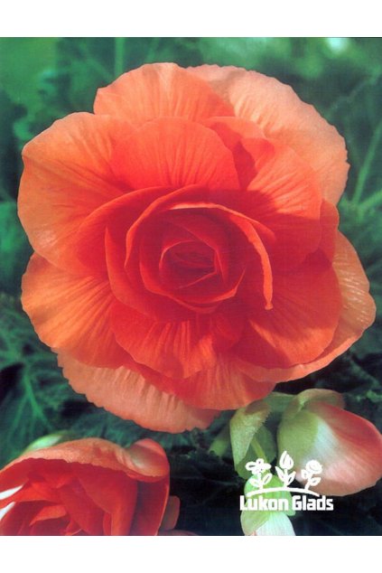 Begonia DOUBLE - oranžová