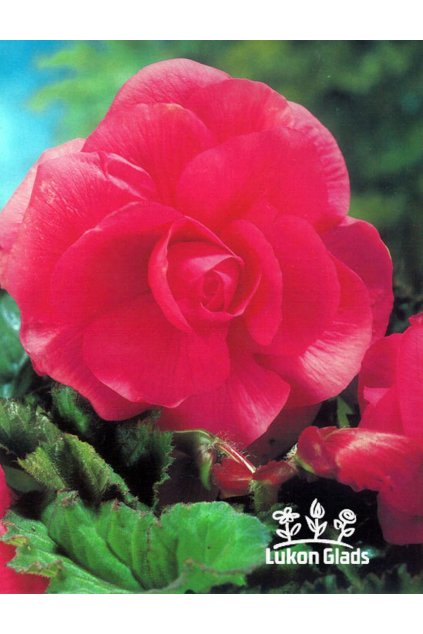 Begonia DOUBLE - růžová