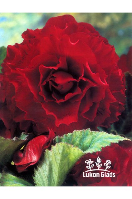 Begonia DOUBLE - červená