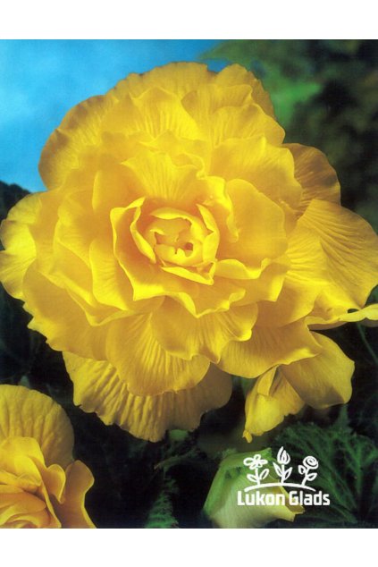 Begonia DOUBLE - žlutá
