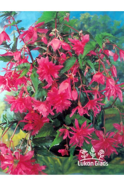 Begonia PENDULA - růžová