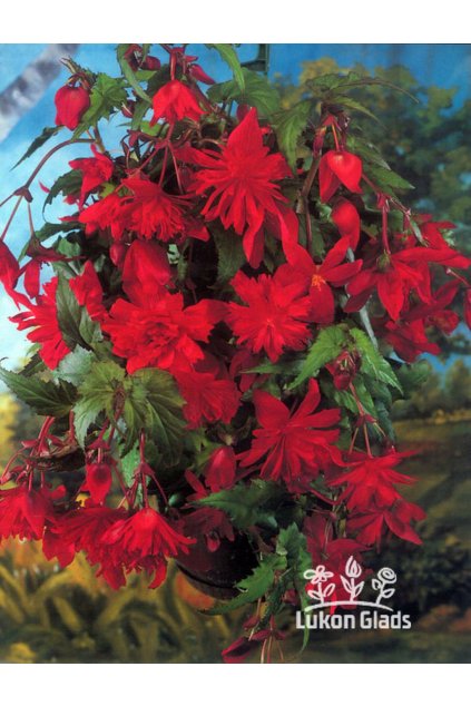 Begonia PENDULA - červená