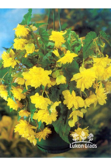 Begonia PENDULA - žlutá