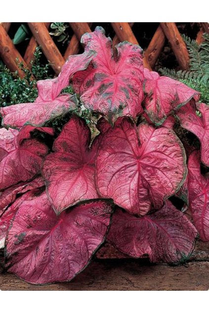 Caladium FANNIE MUNSON - kaládie, andělská křídla