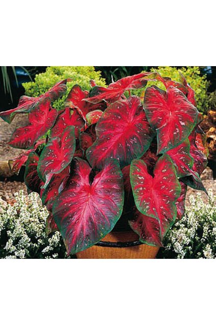 Caladium RED FLASH - kaládie, andělská křídla