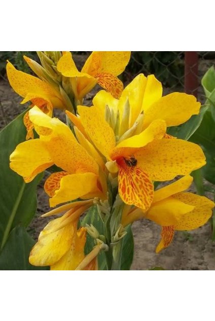 Canna GOLDEN LUCIFER