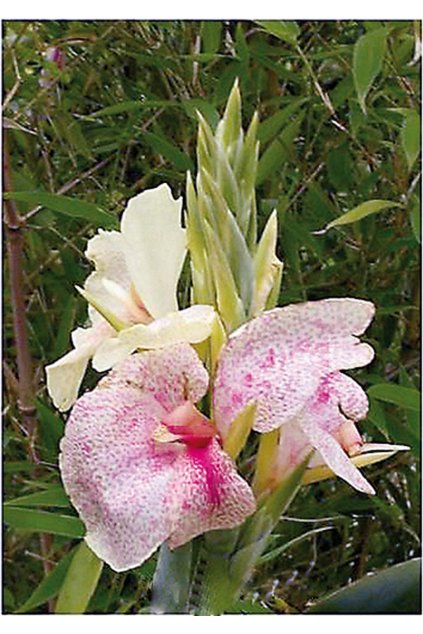 Canna OISEAU D’OR - dosna, kana