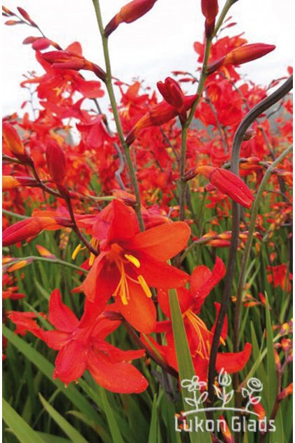 Crocosmia BABYLON - montbrécie