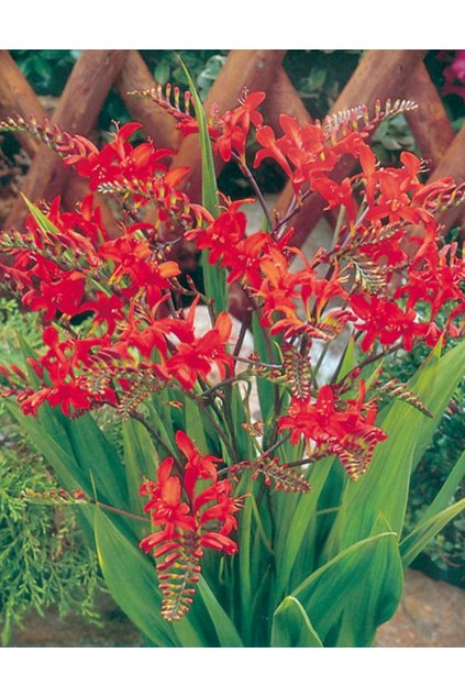 Crocosmia LUCIFER - montbrécie