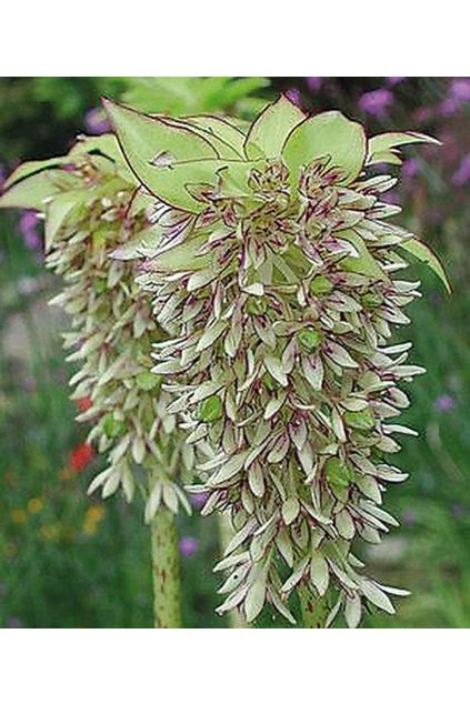 Eucomis bicolor - chocholatice