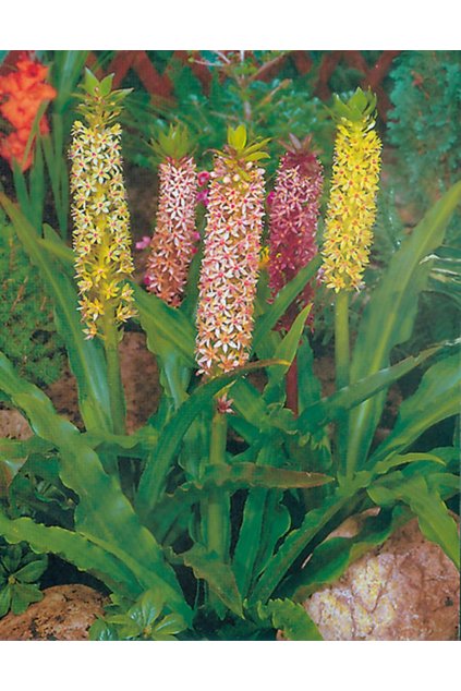 Eucomis comosa - chocholatice